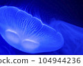 A blue jellyfish A blue jellyfish 104944236
