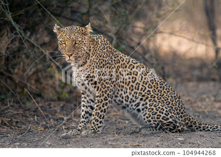 Close-up of leopard sitting on sandy ground 104944268