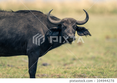 Close-up of female Cape buffalo watching camera 104944278