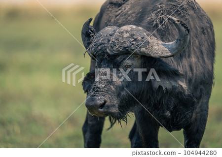 Close-up of Cape buffalo standing in grass Close-up of Cape buffalo standing in grass 104944280