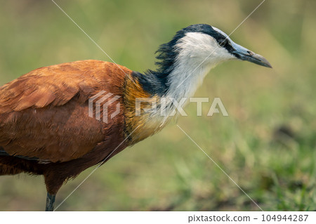 Close-up of African jacana standing on floodplain 104944287