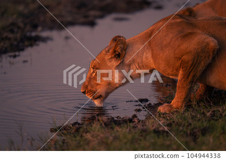 Close-up of lioness bending down to drink 104944338