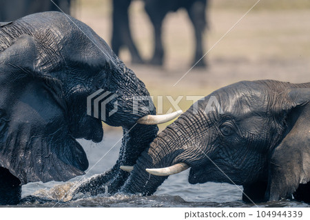 Close-up of African elephants playing in water Close-up of African elephants playing in water 104944339