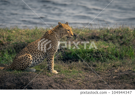 Close-up of female leopard sitting beside river Close-up of female leopard sitting beside river 104944347