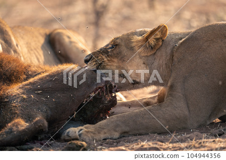 Close-up of lioness gnawing on buffalo carcase 104944356