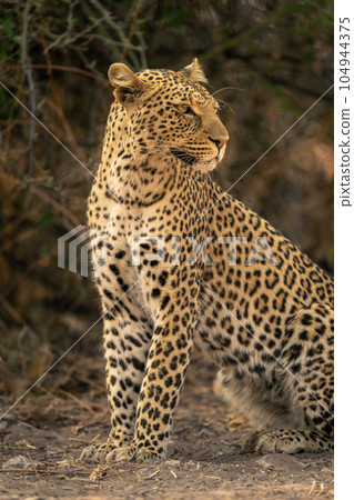 Close-up of female leopard sitting by bush Close-up of female leopard sitting by bush 104944375