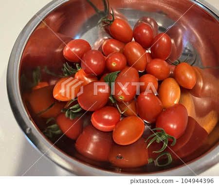 在菜園裡收穫西紅柿 104944396