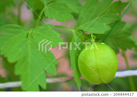 氣球藤的氣球狀未成熟果實 氣球藤的氣球狀未成熟果實 104944417
