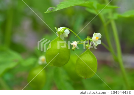 蓬鬆的藤蔓花朵和氣球狀未成熟的果實 蓬鬆的藤蔓花朵和氣球狀未成熟的果實 104944428