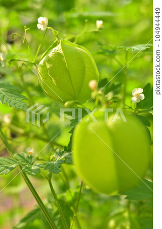 蓬鬆的藤蔓花朵和氣球狀未成熟的果實 104944449