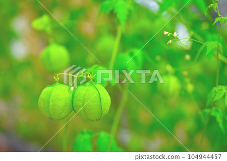 蓬鬆的藤蔓花朵和氣球狀未成熟的果實 蓬鬆的藤蔓花朵和氣球狀未成熟的果實 104944457