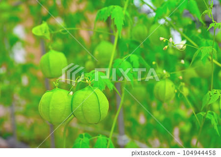 蓬鬆的藤蔓花朵和氣球狀未成熟的果實 104944458