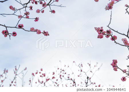 The scenery that red plum blossoms shine in the March sky 104944641