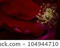 Red Rose Flower Red Rose Flower 104944710