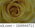 Yellow rose Yellow rose 104944711