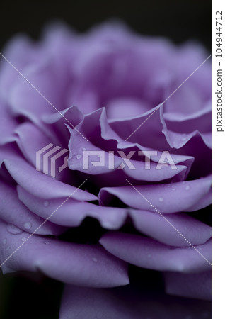 Roses and waterdrops Roses and waterdrops 104944712