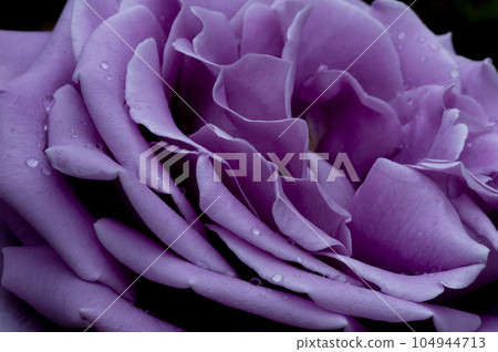 Roses and waterdrops Roses and waterdrops 104944713