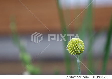 Round flowers 104944735