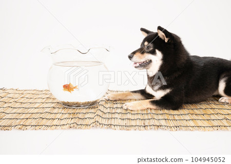 黑柴雪利酒盯著百葉窗和金魚 104945052