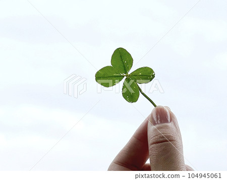 Close-up of a hand holding a damaged four-leaf clover Close-up of a hand holding a damaged four-leaf clover 104945061
