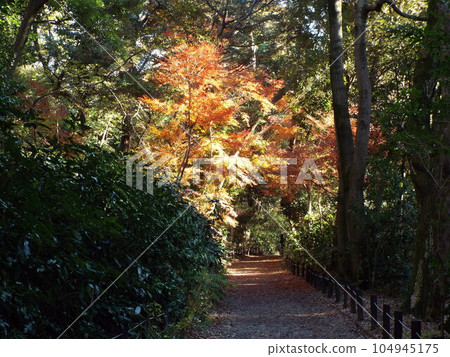 Golden Tunnel Minato Ward Institute for Nature Study Golden Tunnel Minato Ward Institute for Nature Study 104945175