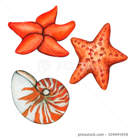 Watercolor illustration set of isolated objects sea shells and starfishes. Hand painted botanical underwater clip art for kids print, decoration and design 104945939