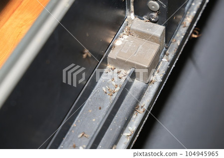 Winged ants swarming on the window sash 104945965
