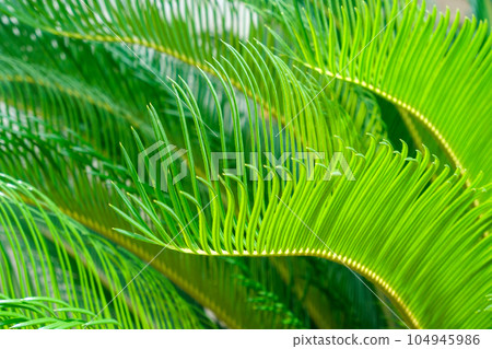 Coconut leaf close-up Coconut leaf close-up 104945986