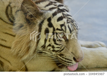 white tiger portrait 104945987