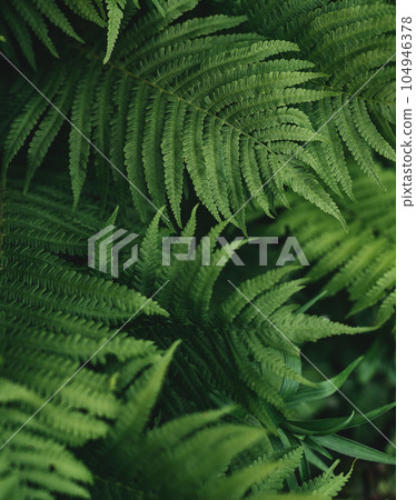 green fern leaves petals background. Vibrant green foliage. Tropical leaf. Exotic forest plant. Botany concept. Ferns jungles close up. jungle atmosphere and calm zen meditation 104946378