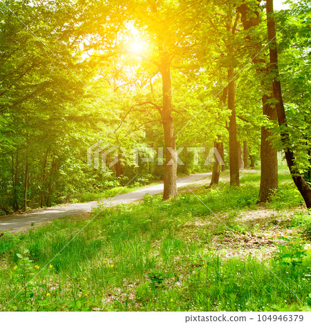 Deciduous forest, forest road and bright sunshine. 104946379