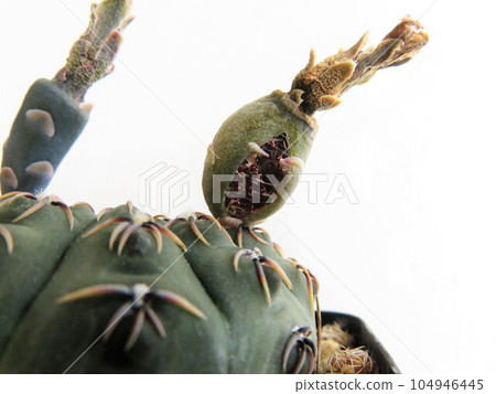 Cactus seeds Cactus seeds 104946445