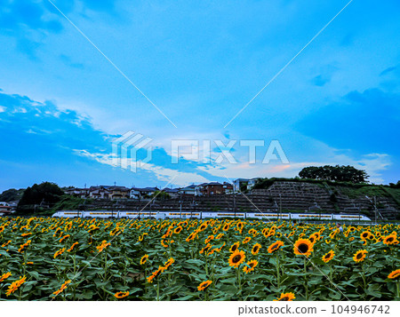 sunflower july summer tradition sunflower july summer tradition 104946742
