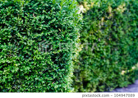 Trimmed bush in the form of a fence. 104947089