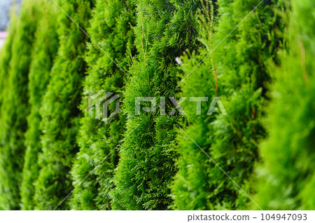 A row of green thuja in the form of a fence A row of green thuja in the form of a fence 104947093
