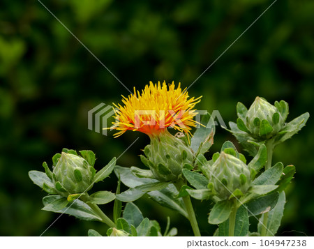 紅花 104947238