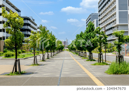 Scenery of a suburban new town Pathway planted with roadside trees Scenery of a suburban new town Pathway planted with roadside trees 104947670
