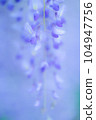 Wisteria flowers Wisteria flowers 104947756