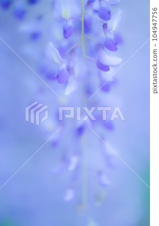  Wisteria flowers 104947756