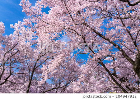 《Nagano Prefecture》 Cherry blossoms in full bloom, Takato Castle Ruins Park in spring 《Nagano Prefecture》 Cherry blossoms in full bloom, Takato Castle Ruins Park in spring 104947912