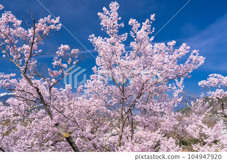 《長野縣》櫻花盛開,春天的高遠城跡公園 《長野縣》櫻花盛開,春天的高遠城跡公園 104947920