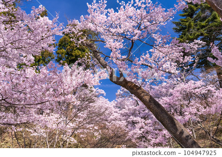 《Nagano Prefecture》 Cherry blossoms in full bloom, Takato Castle Ruins Park in spring 《Nagano Prefecture》 Cherry blossoms in full bloom, Takato Castle Ruins Park in spring 104947925