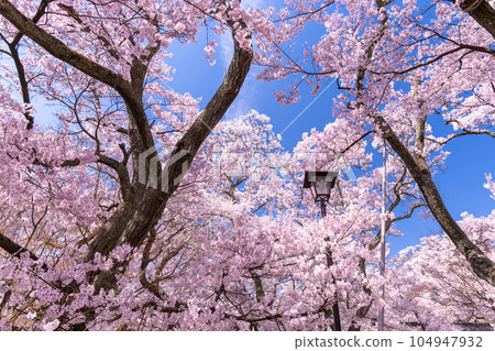 《Nagano Prefecture》 Cherry blossoms in full bloom, Takato Castle Ruins Park in spring 104947932