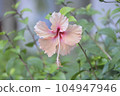 芙蓉花開得歡快 104947946