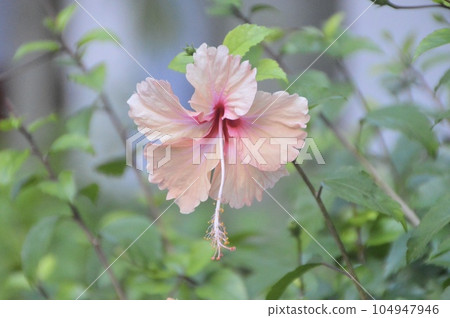 芙蓉花開得歡快 芙蓉花開得歡快 104947946