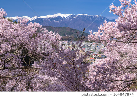 《長野縣》櫻花盛開，春天的高遠城跡公園 104947974