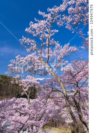 《Nagano Prefecture》 Cherry blossoms in full bloom, Takato Castle Ruins Park in spring 104947976