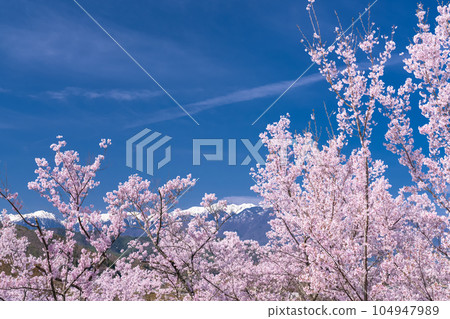 《Nagano Prefecture》 Cherry blossoms in full bloom, Takato Castle Ruins Park in spring 104947989
