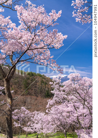 《Nagano Prefecture》 Cherry blossoms in full bloom, Takato Castle Ruins Park in spring 104947991