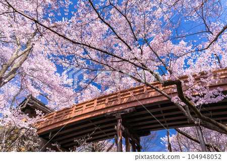 《長野縣》櫻花盛開,春天的高遠城跡公園 《長野縣》櫻花盛開,春天的高遠城跡公園 104948052